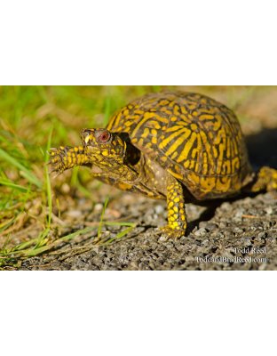 Turtle Trek
