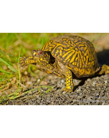 Turtle Trek