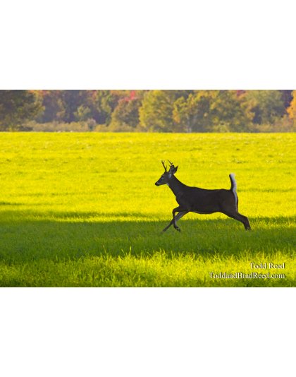 Deer Field