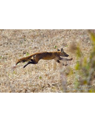 Fleeing and Eluding