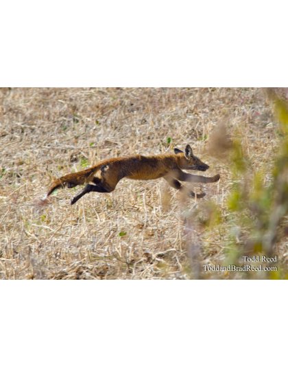Fleeing and Eluding