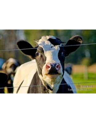 Cow Bird