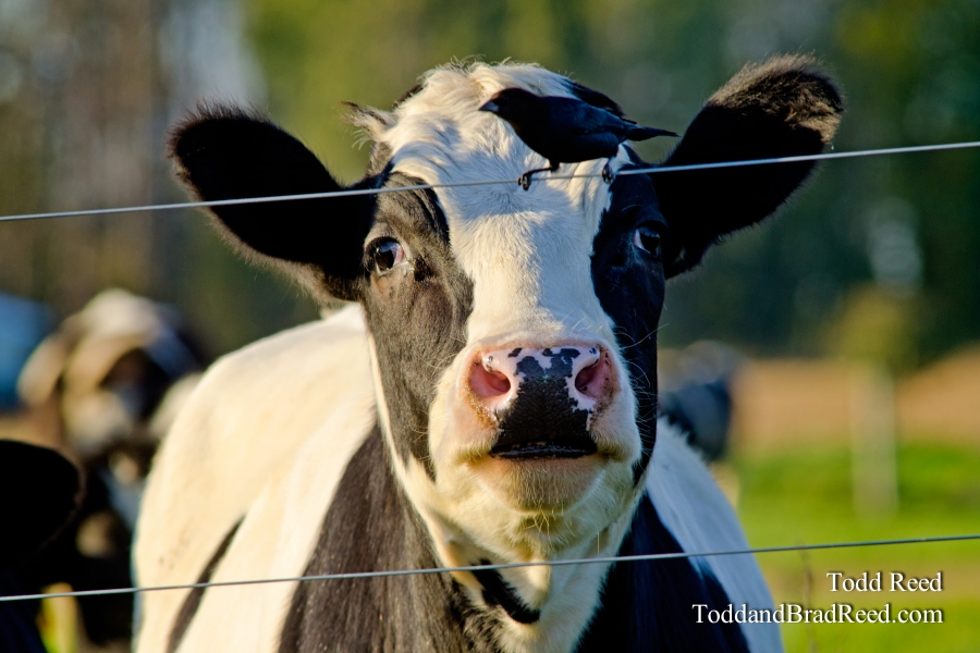 Cow Bird