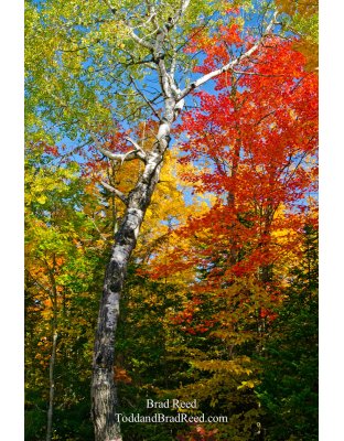Porcupine Birch
