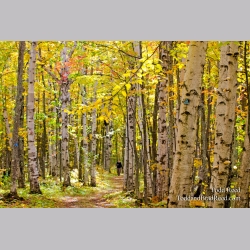 Birch Forest