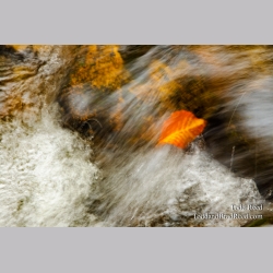 Rapids Ride