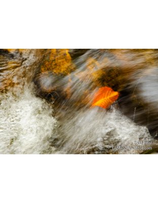 Rapids Ride