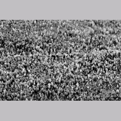 Gumdrop Forest - black and white