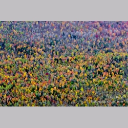 Gumdrop Forest