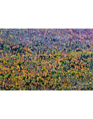 Gumdrop Forest