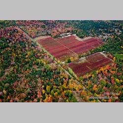 Blueberry Patch
