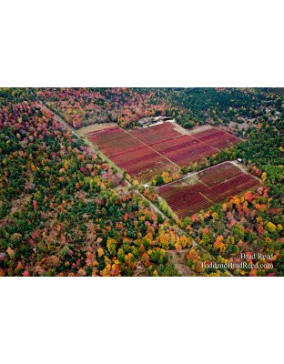 Blueberry Patch
