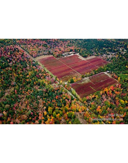 Blueberry Patch