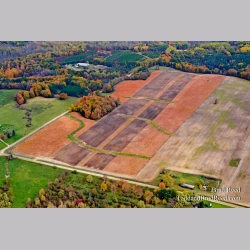 A Giant Pumpkin Patch