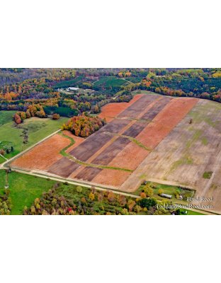 A Giant Pumpkin Patch
