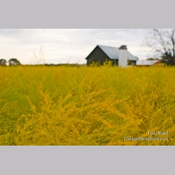 Asparagus Afterglow