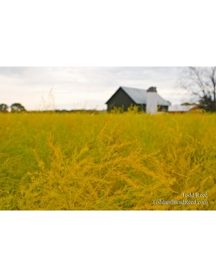 Asparagus Afterglow