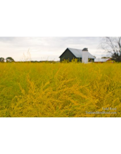 Asparagus Afterglow