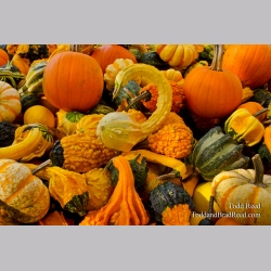Gourd Horde