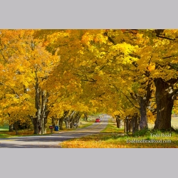 Tunnel of Gold