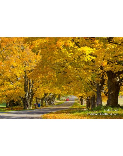 Tunnel of Gold
