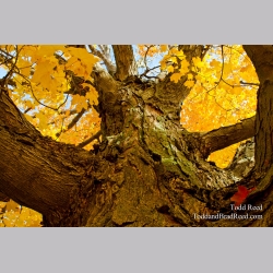 Holding Up Autumn