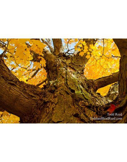 Holding Up Autumn