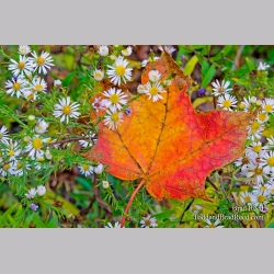Catching the Color
