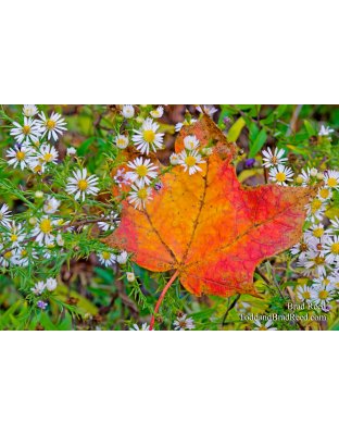 Catching the Color