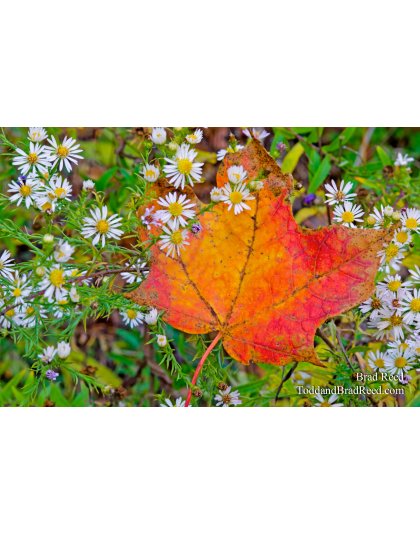 Catching the Color