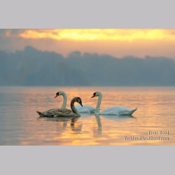 Swan Song