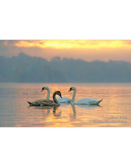 Swan Song