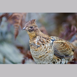 Ruffed Grouse