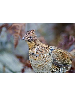 Ruffed Grouse
