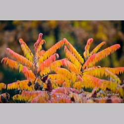 Sumac Symmetry