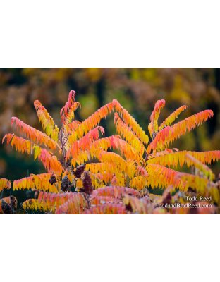 Sumac Symmetry