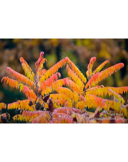 Sumac Symmetry