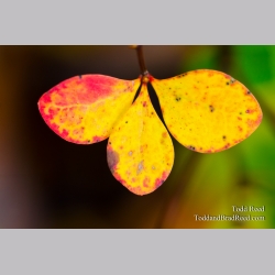 Butterfly Bush