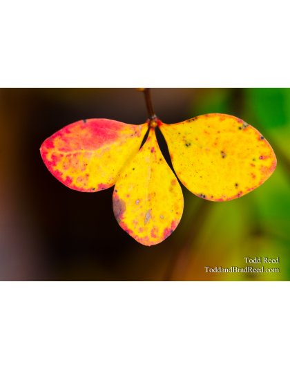 Butterfly Bush
