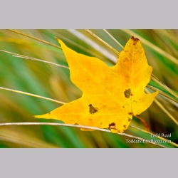 Leaf Catcher