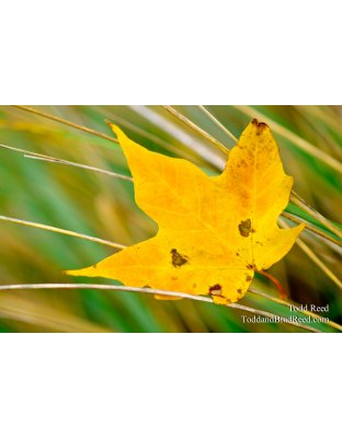 Leaf Catcher