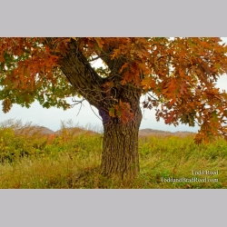 Autumn Oak