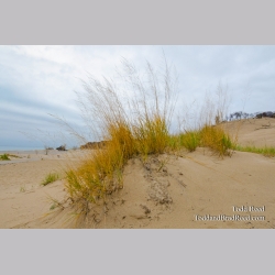 Warren Dunes