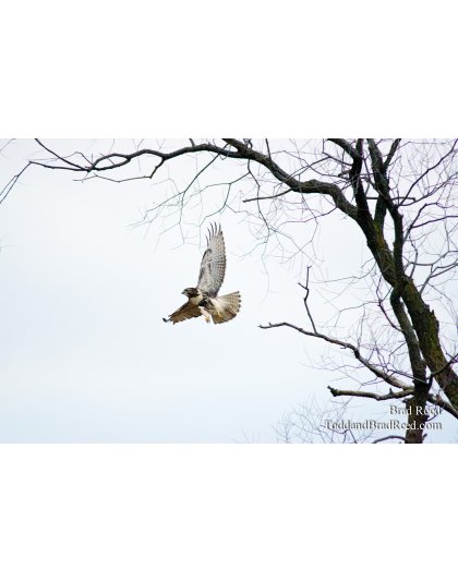 Red-Tailed Hawk