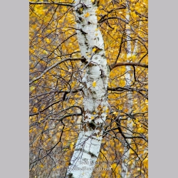 Bent Birch