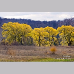 Willows in the Fall