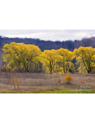 Willows in the Fall