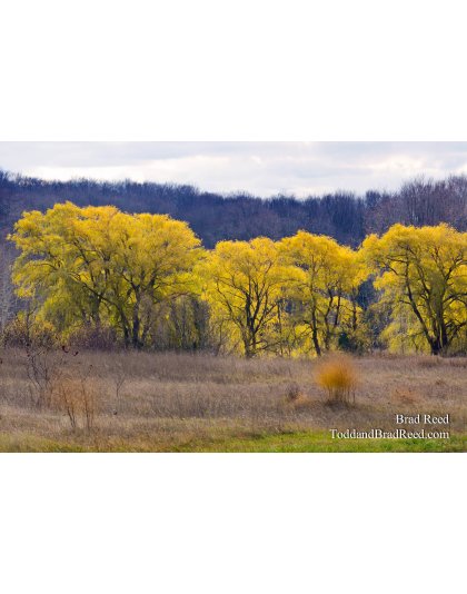 Willows in the Fall