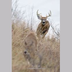 The Rut