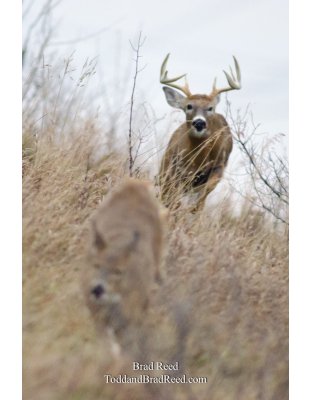 The Rut